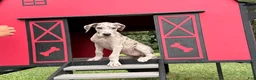 Great Dane dogs for sale: Pansy Great Dane  - Ad 4