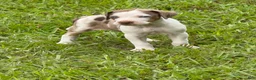 Catahoula Leopard Dog dogs for sale: Black Girl - Ad 11