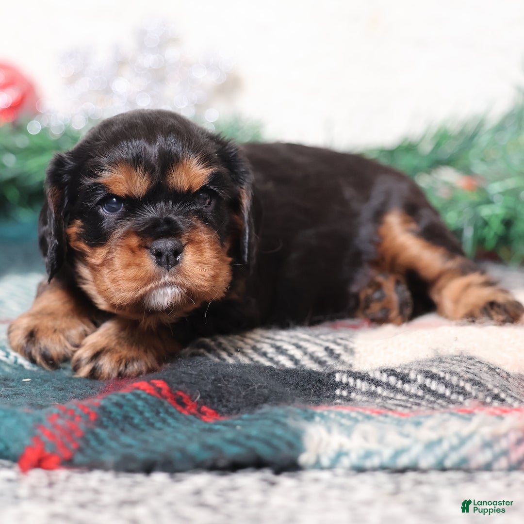 Cavalier King Charles Spaniel dogs for sale: Tanner | Genetically Screened  - Ad 5