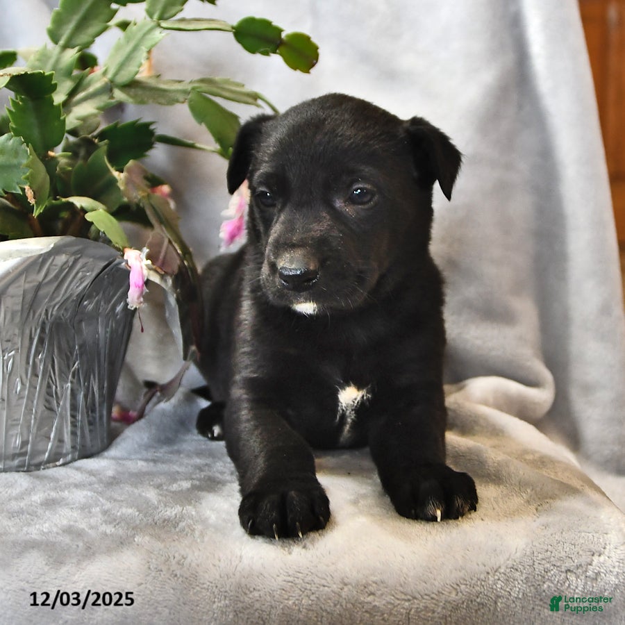 Mixed Breed dogs Noel - Ad 24