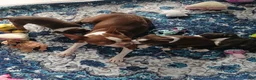 Mixed Breed dogs for sale: Mixed Breed 2 - Ad 7