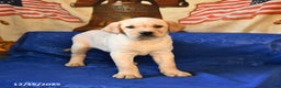 Labrador Retriever dogs for sale: Handsome - Ad 4