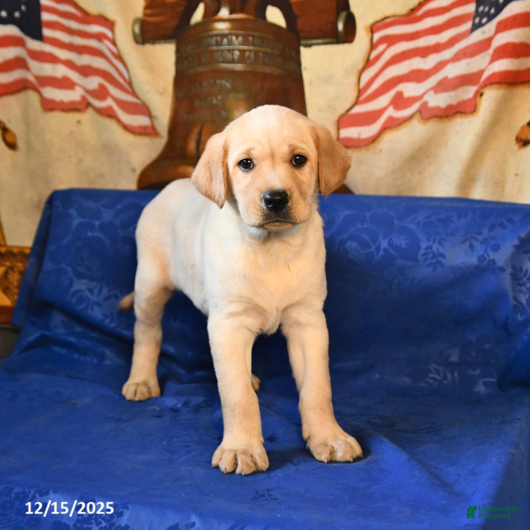 Labrador Retriever dogs for sale: Handsome - Ad 4