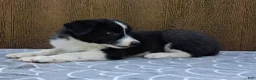 Australian Shepherd dogs for sale: Australian Shepherd 1 - Ad 5