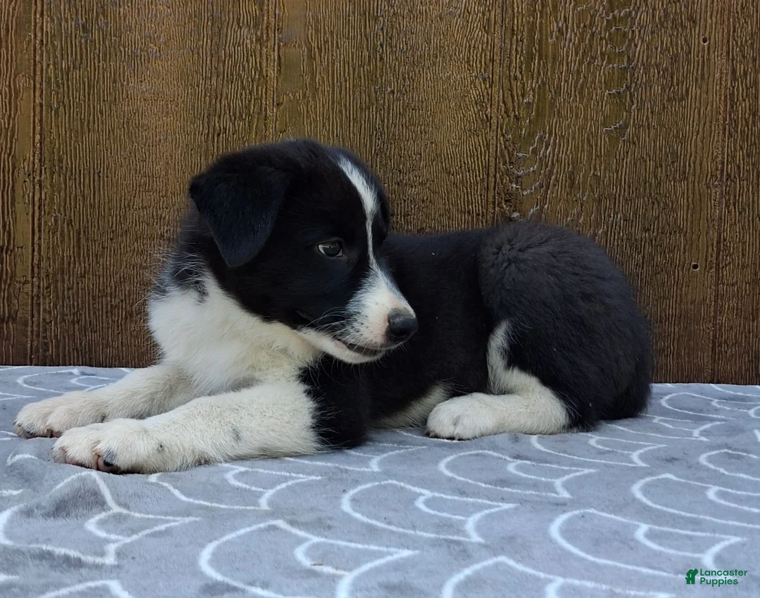 Australian Shepherd dogs for sale: Australian Shepherd 1 - Ad 5