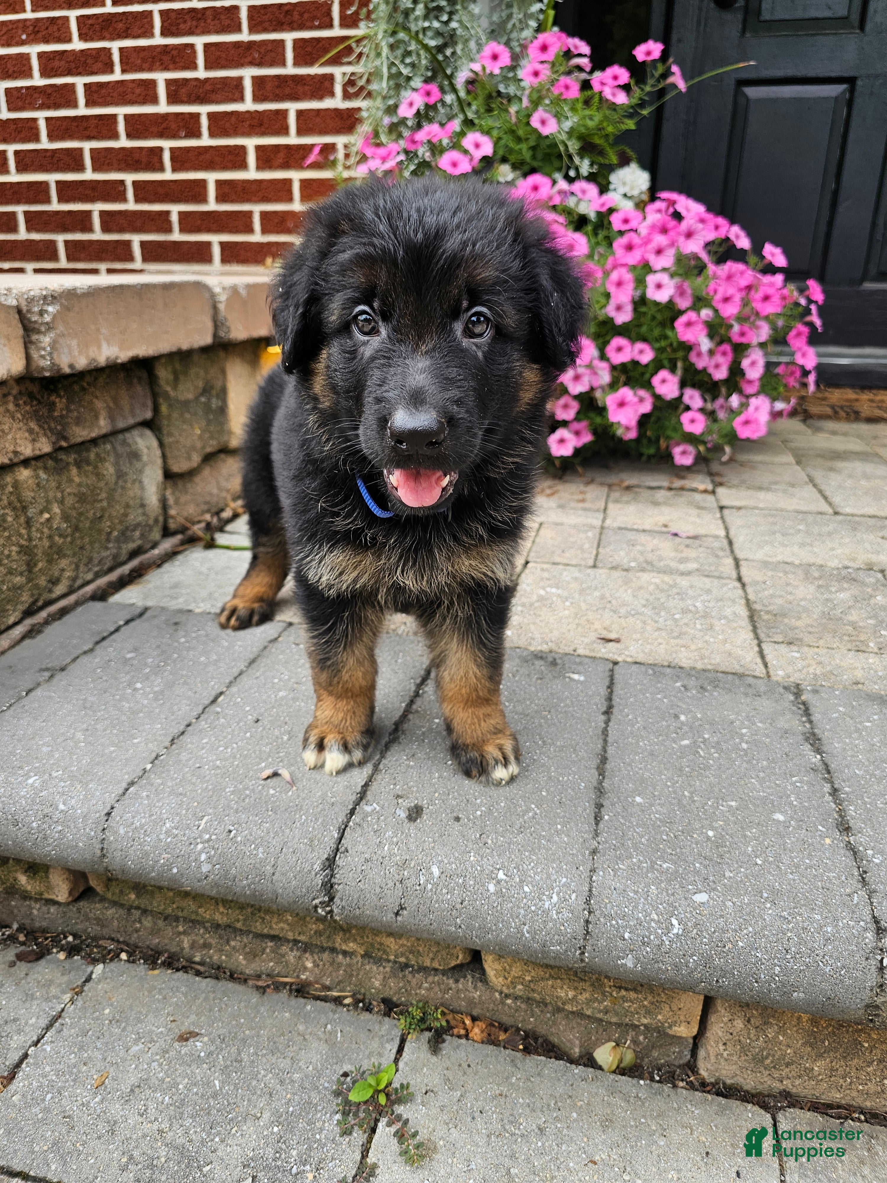 German Shepherd dogs Tucker - Ad 1