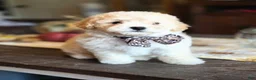Maltipoo dogs for sale: Bentley - Ad 4