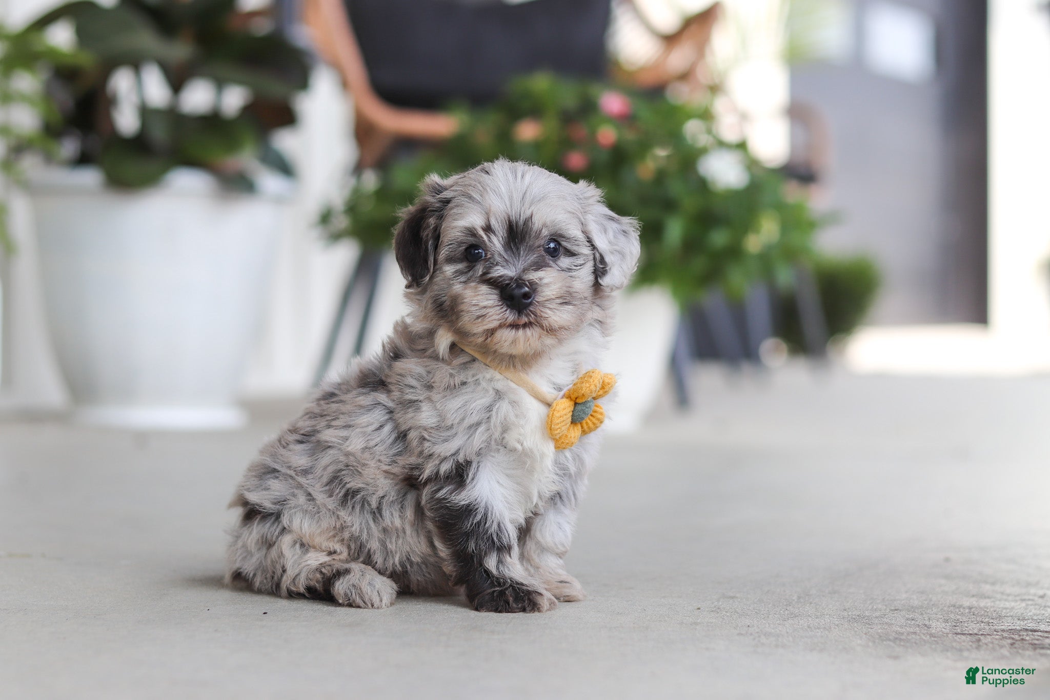 Havapoo dogs Rocky - Ad 2