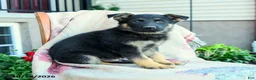 German Shepherd dogs for sale: Atlas - Ad 2