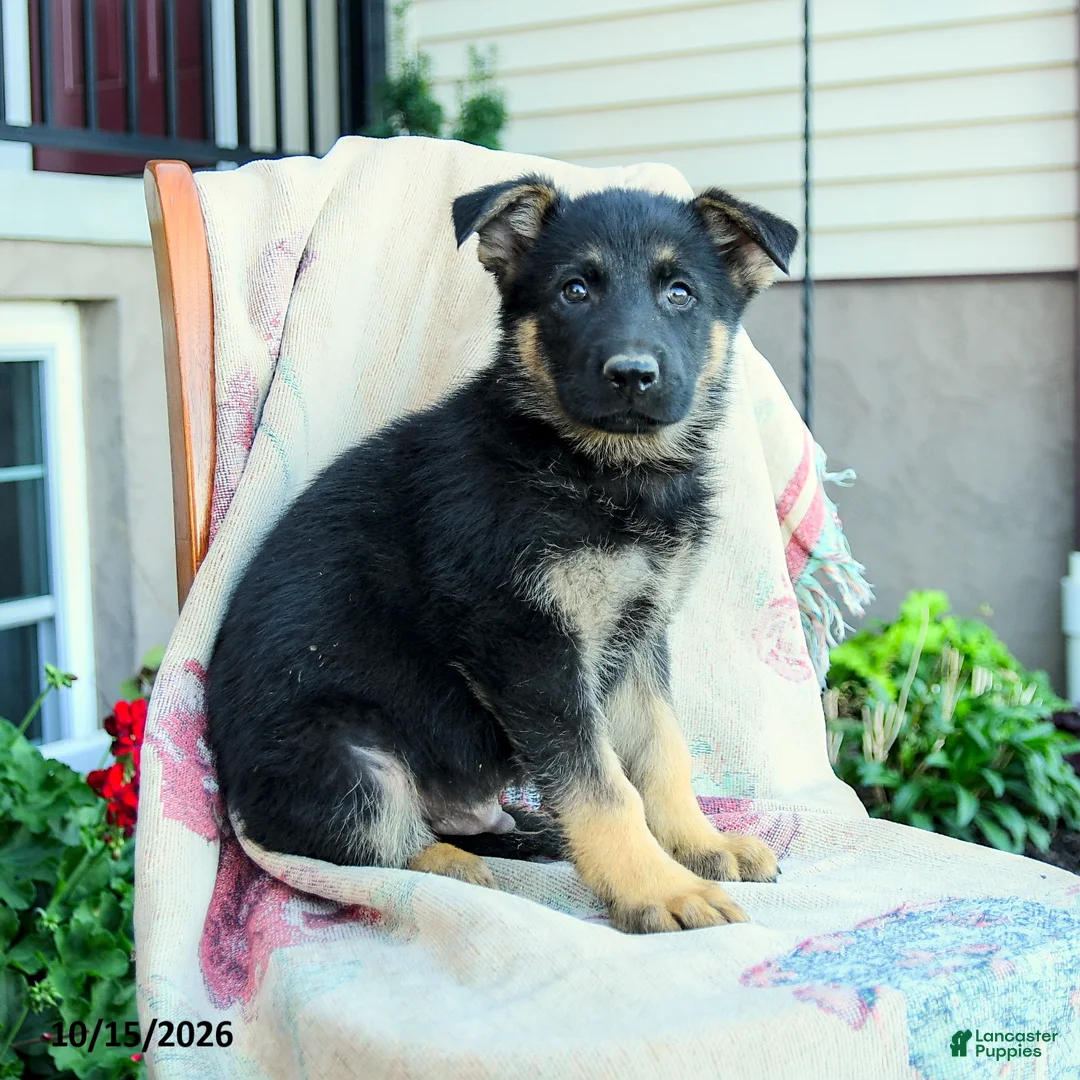German Shepherd dogs for sale: Atlas - Ad 2