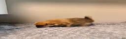 Pomeranian dogs for sale: Tigger - Ad 4