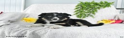 Border Collie dogs for sale: Lassie - Ad 2