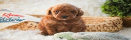 Miniature Poodle dogs for sale: Finnigan - Ad 8