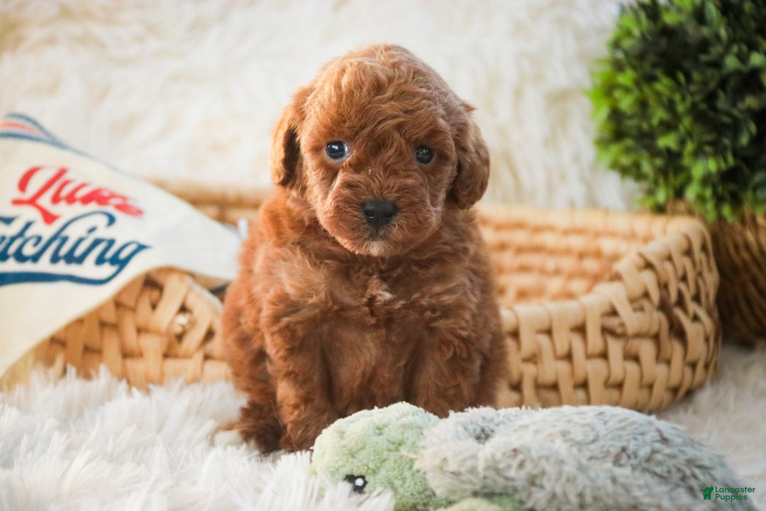 Miniature Poodle dogs for sale: Finnigan - Ad 8