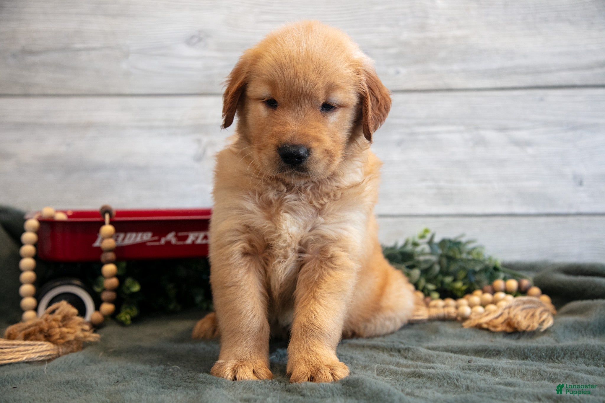 Golden Retriever dogs Buck - Ad 2