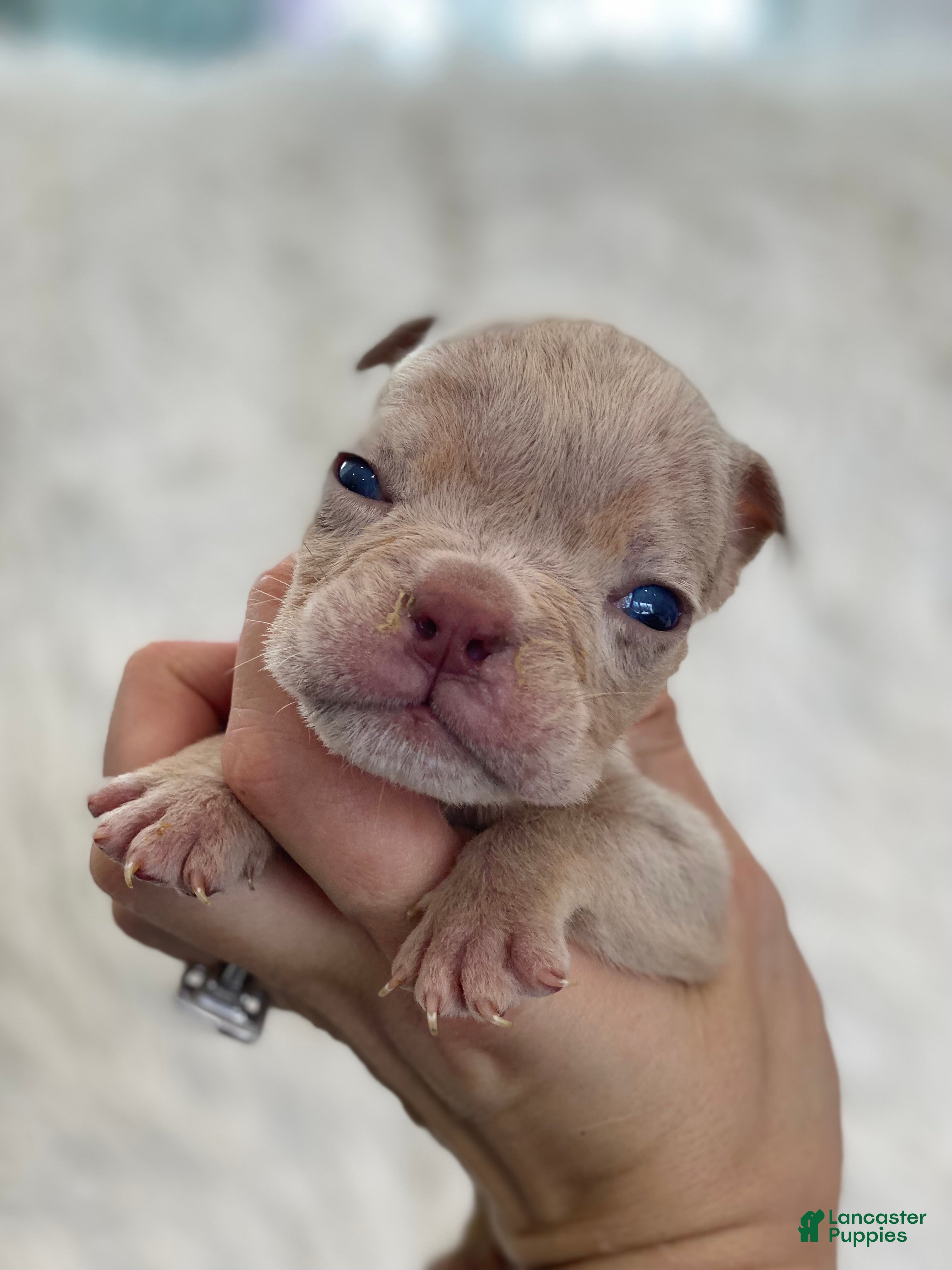 English Bulldog dogs Elio - Ad 19