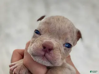 English Bulldog dogs Elio - Ad 19