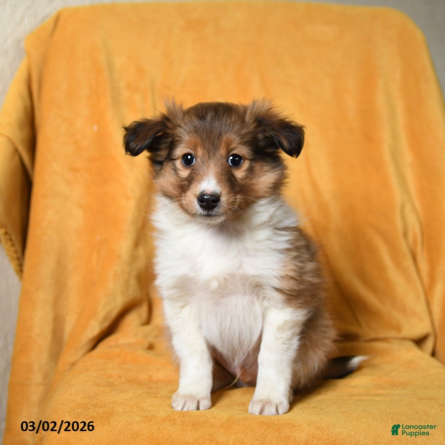 Shetland Sheepdog dogs Frisbee - Ad 2