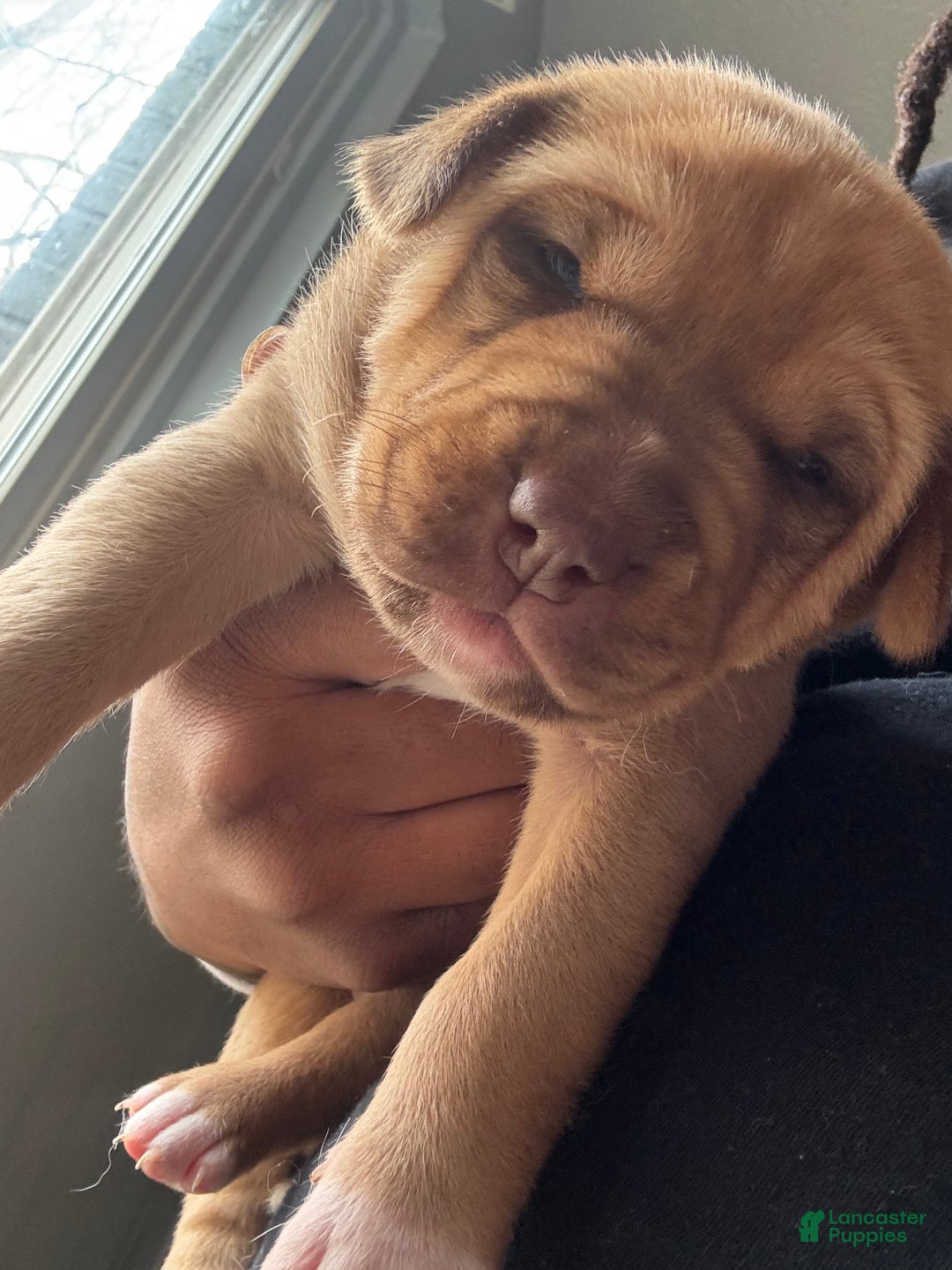 Mixed Breed dogs for sale: Mixed Breed Puppy 1 - Ad 3