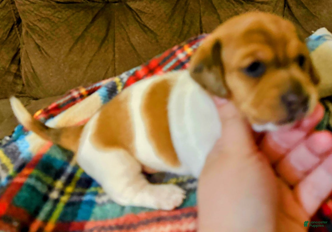 Miniature Dachshund dogs for sale: Miniature Dachshund SH Girl - Ad 5
