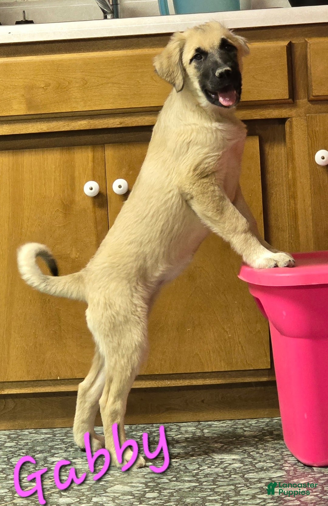 Mixed Breed dogs for sale: 🎄 Maisey - Ad 1