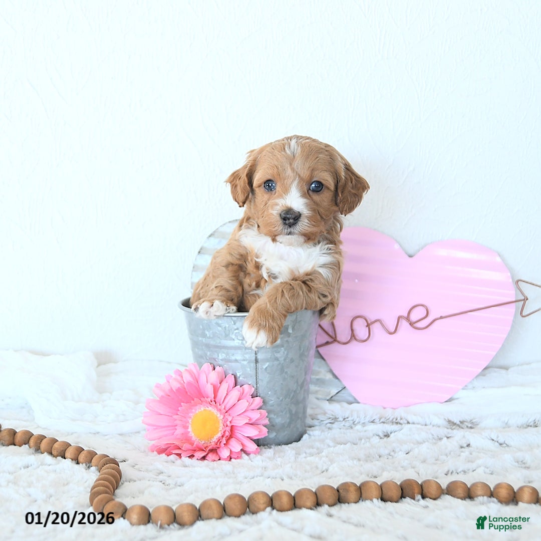 Mini Goldendoodle dogs for sale: Finn - Ad 2