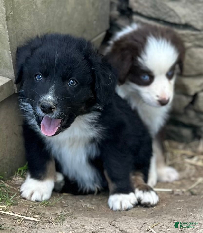 Australian Shepherd dogs Male Aussie Pup 1 - Ad 2