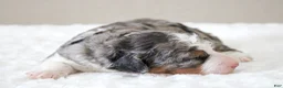Mini Bernedoodle dogs for sale: Sunny  - Ad 7