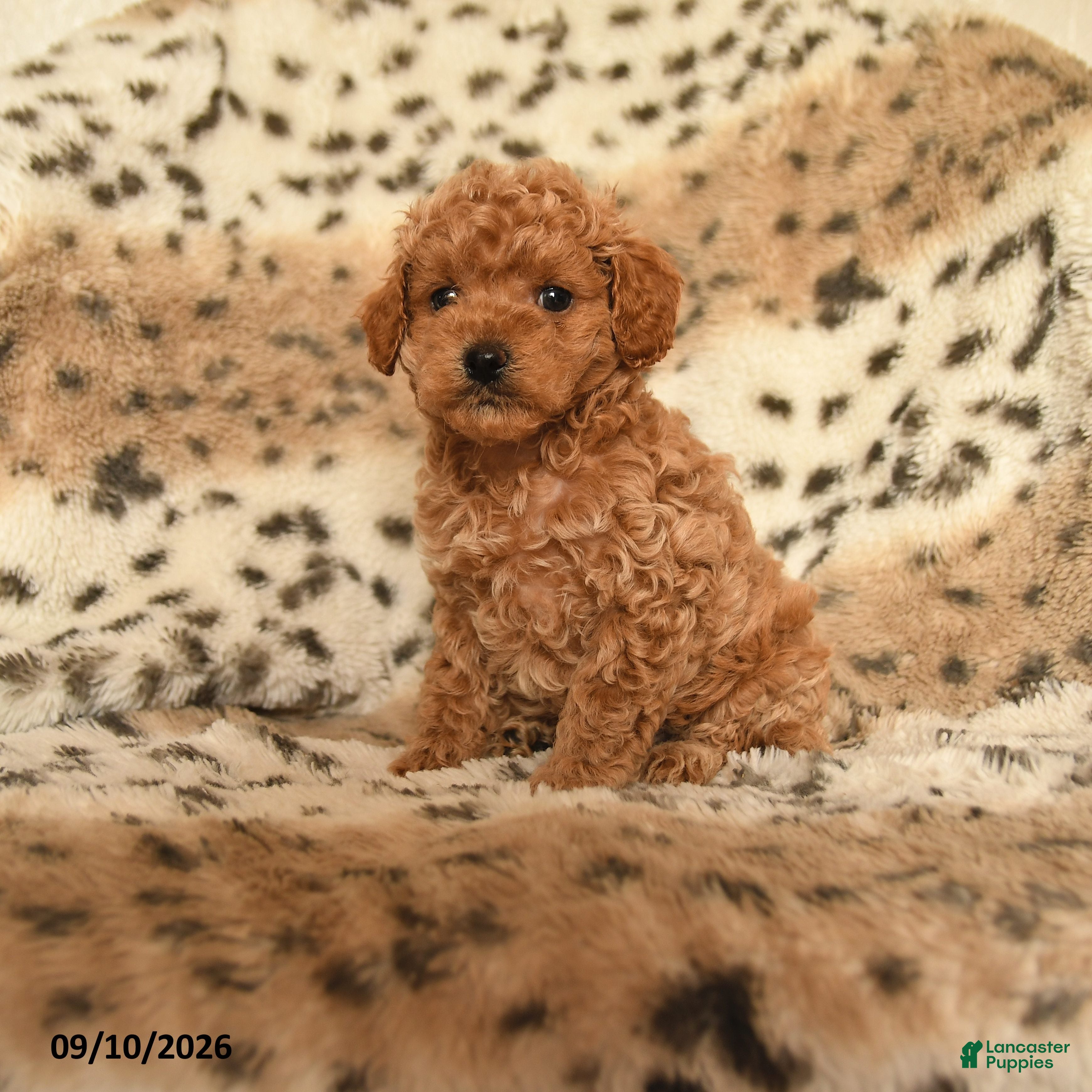 Miniature Poodle dogs Hunter - Ad 1