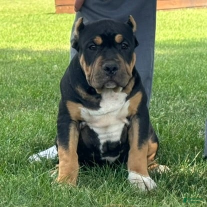 American Bully dogs Gia - Ad 2