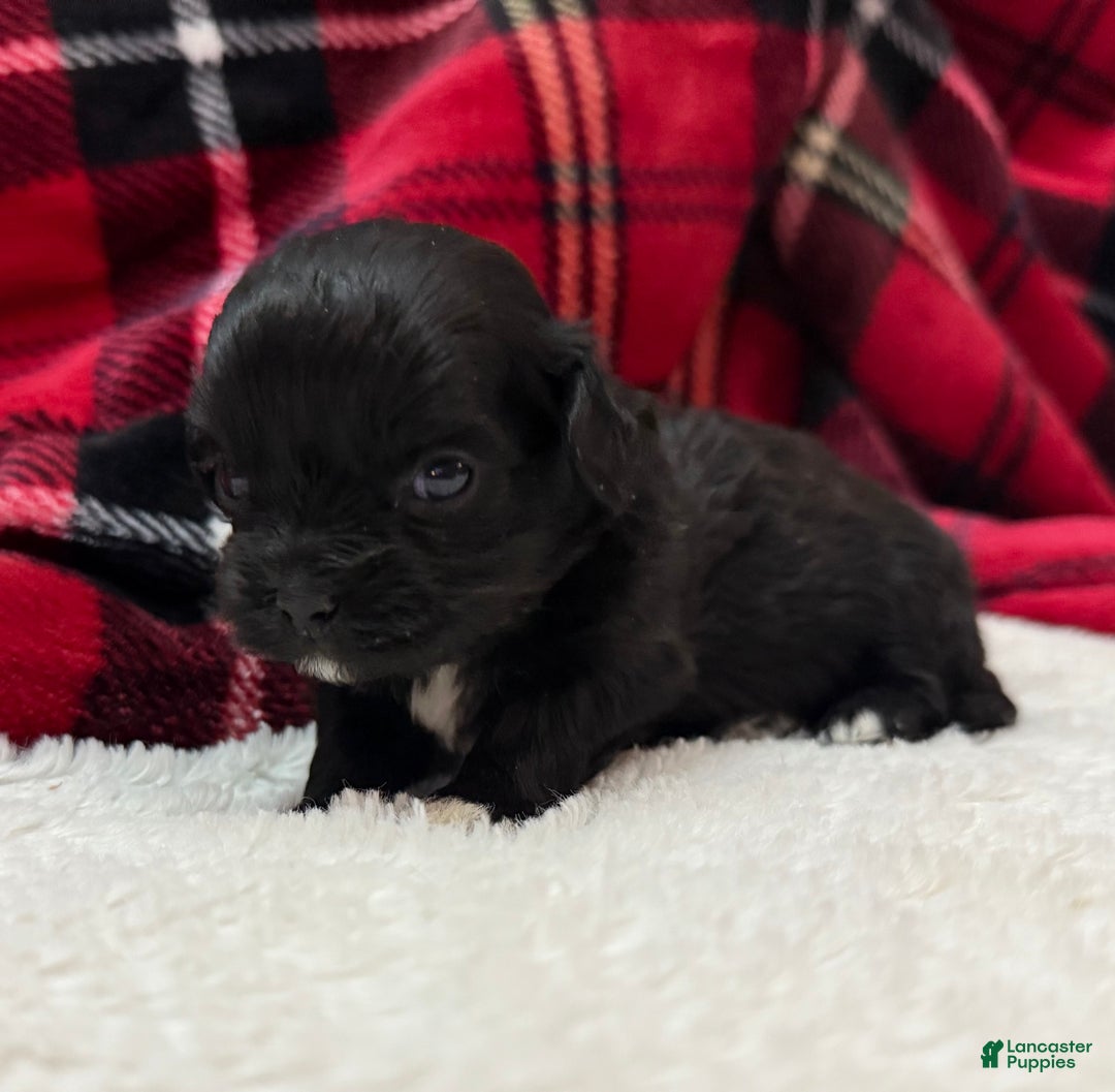 Shihpoo dogs for sale: Luna - Ad 6