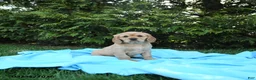 Miniature Golden Retriever dogs for sale: Kitty - Ad 1