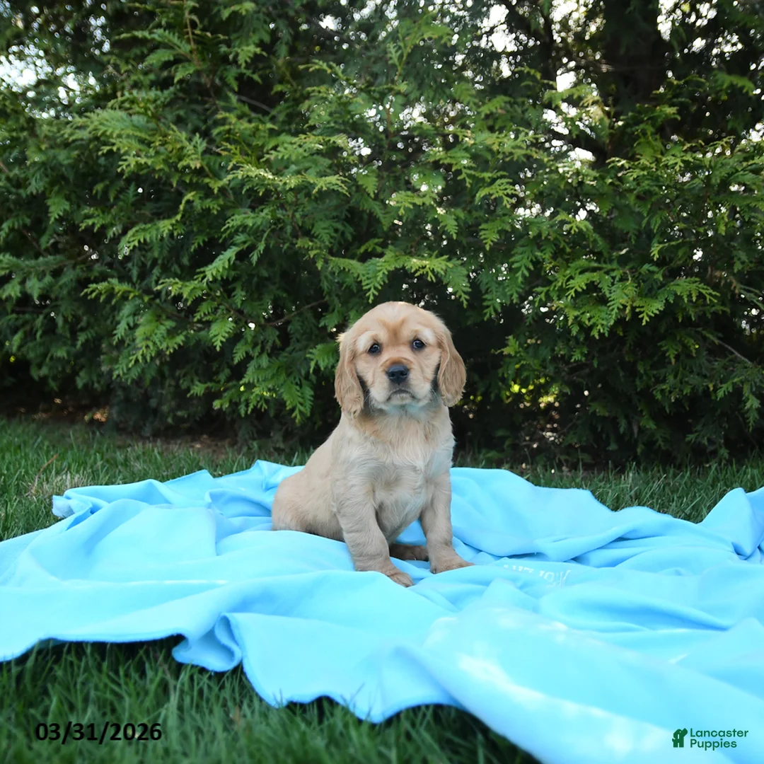 Miniature Golden Retriever dogs for sale: Kitty - Ad 1