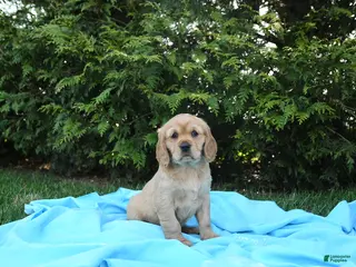 Miniature Golden Retriever dogs for sale: Kitty - Ad 1