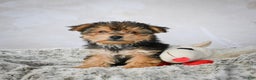 Yorkshire Terrier dogs for sale: Jeremy - Ad 5