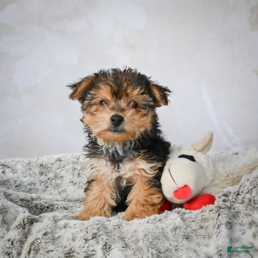 Yorkshire Terrier dogs for sale: Jeremy - Ad 5
