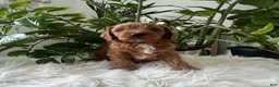 Cavapoo dogs for sale: Jocelyn - Ad 6