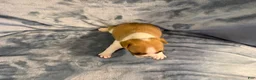 French Bulldog dogs for sale: French Bulldog 1 - Ad 2