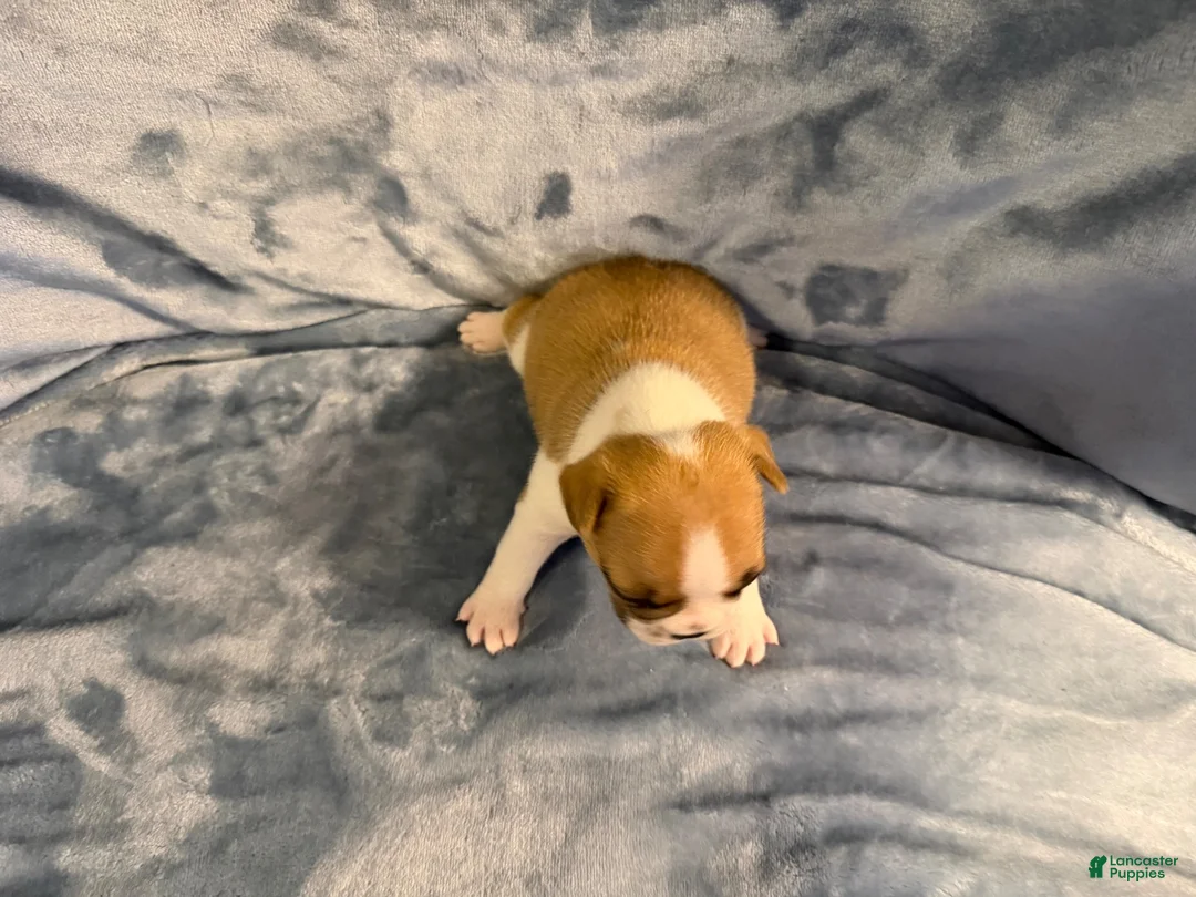 French Bulldog dogs for sale: French Bulldog 1 - Ad 2