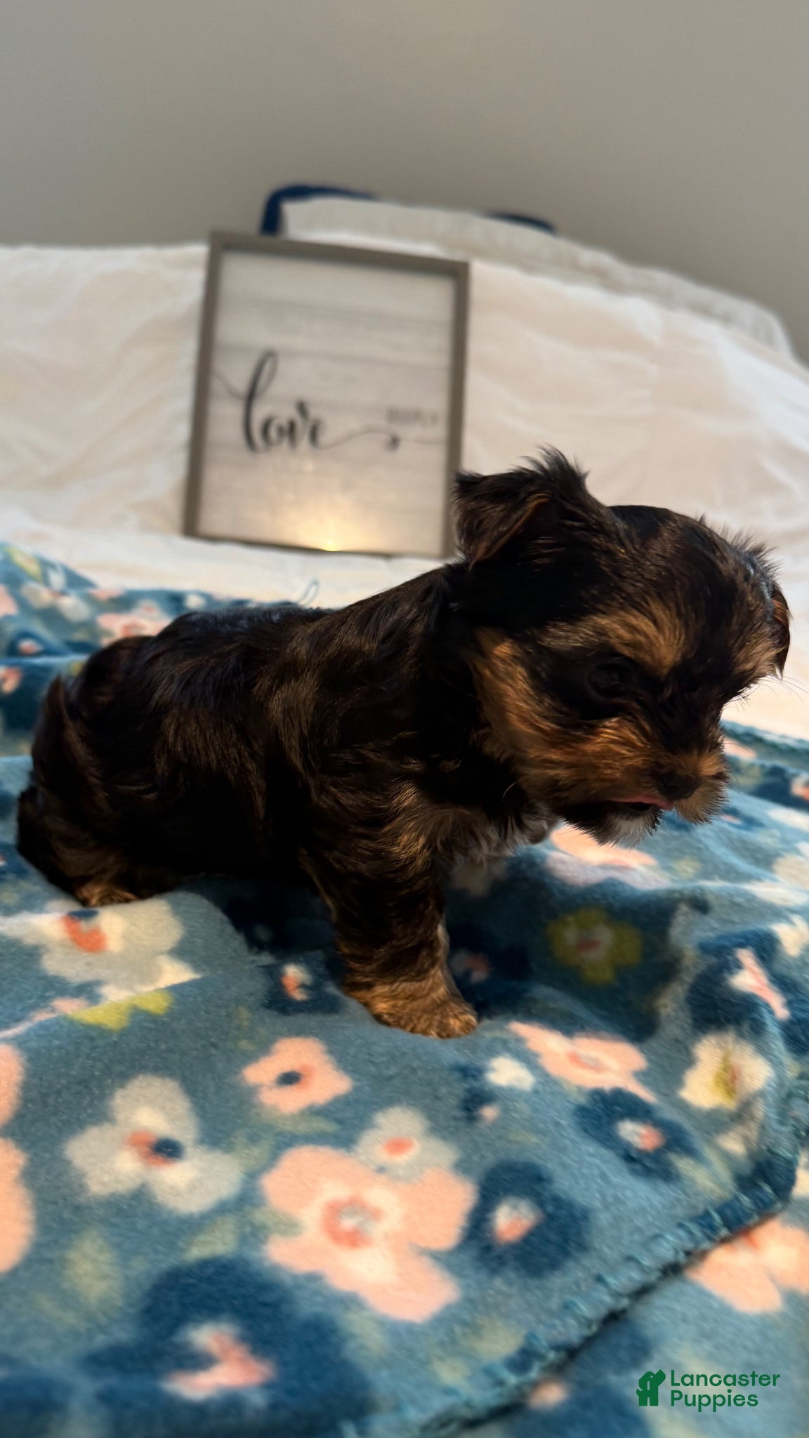 Yorkshire Terrier dogs Yorkshire Terrier Puppy 3 - Ad 15