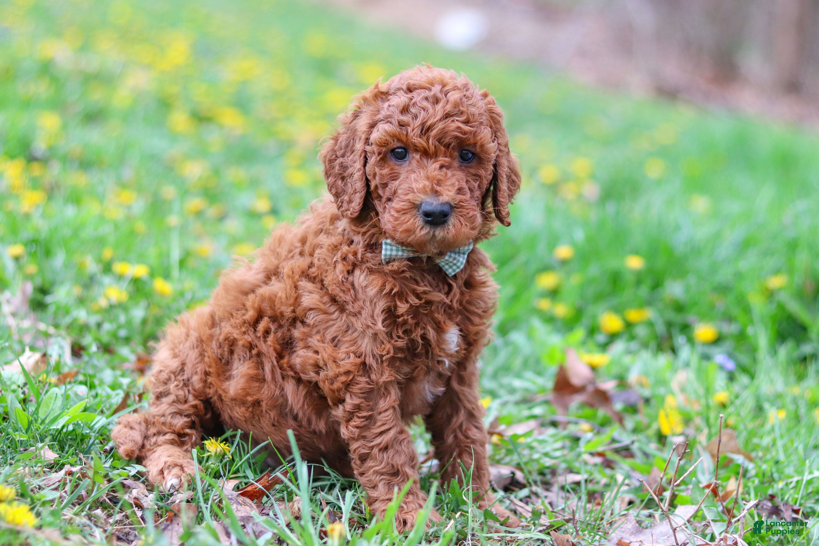 Goldendoodle dogs Carson F1b - Ad 1