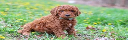 Goldendoodle dogs for sale: Carson F1b - Ad 1