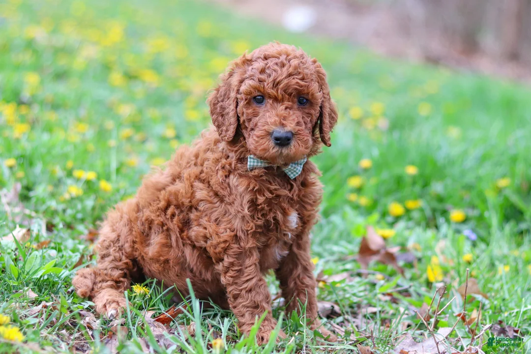 Goldendoodle dogs for sale: Carson F1b - Ad 1
