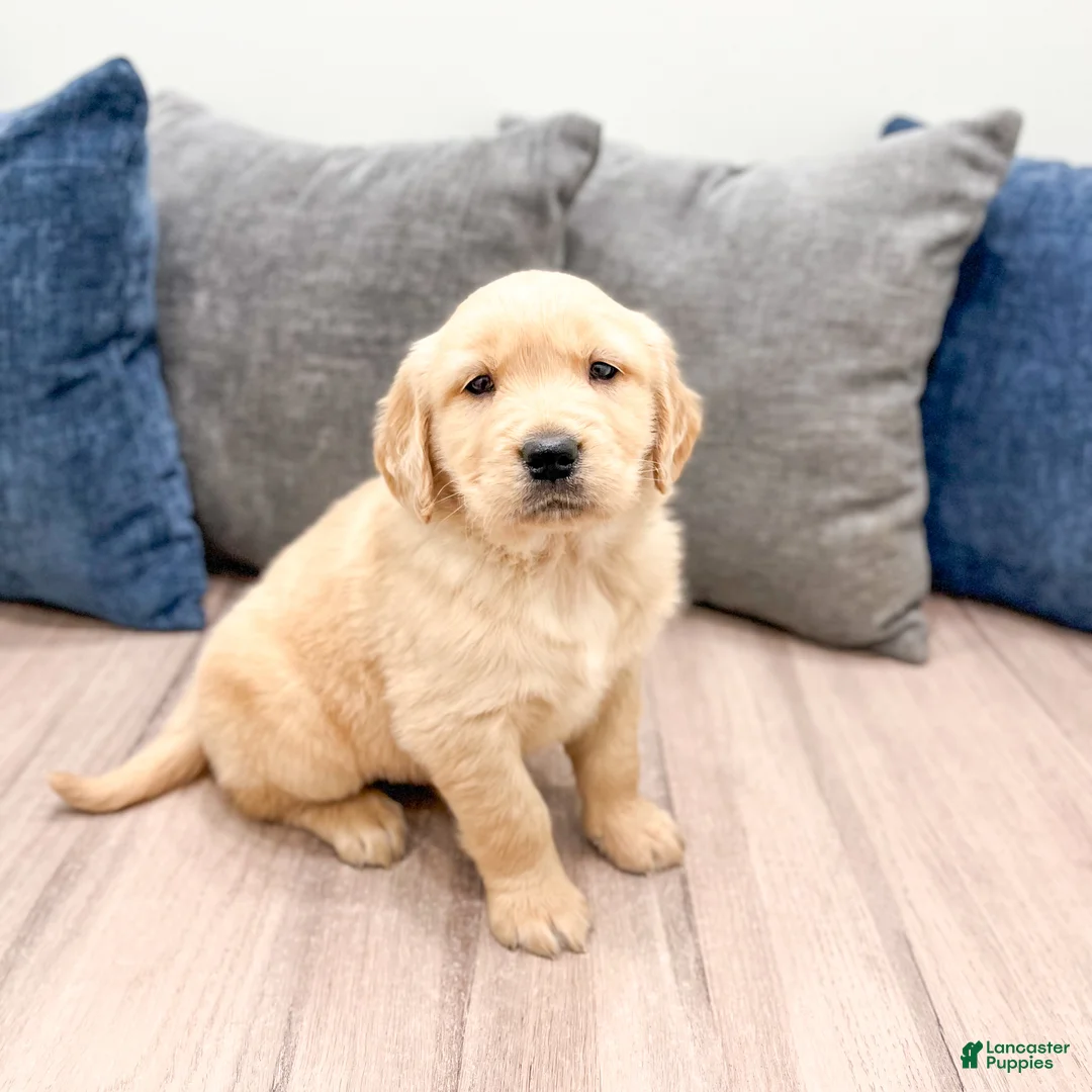 Golden Retriever dogs for sale: Dexter - Ad 7