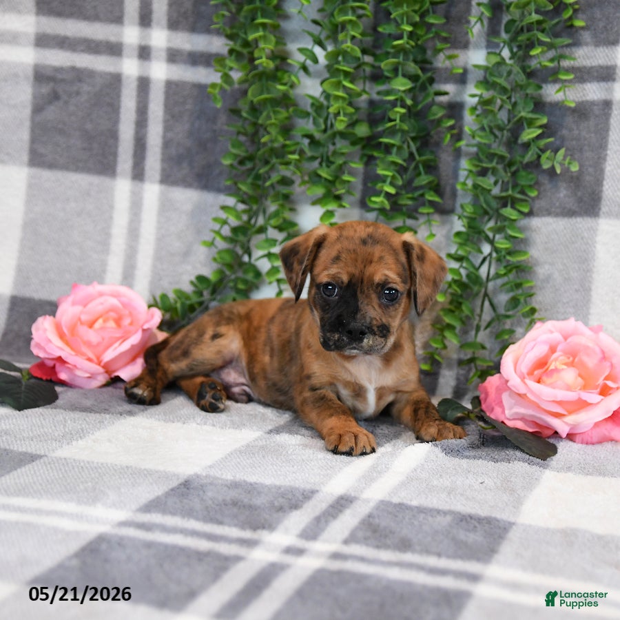 Mixed Breed dogs George - Ad 2