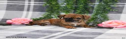 Mixed Breed dogs for sale: George - Ad 2