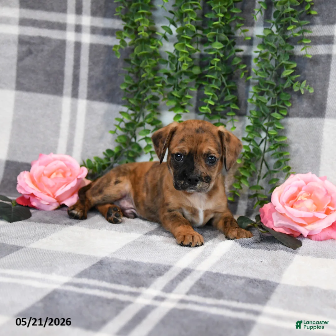 Mixed Breed dogs for sale: George - Ad 2