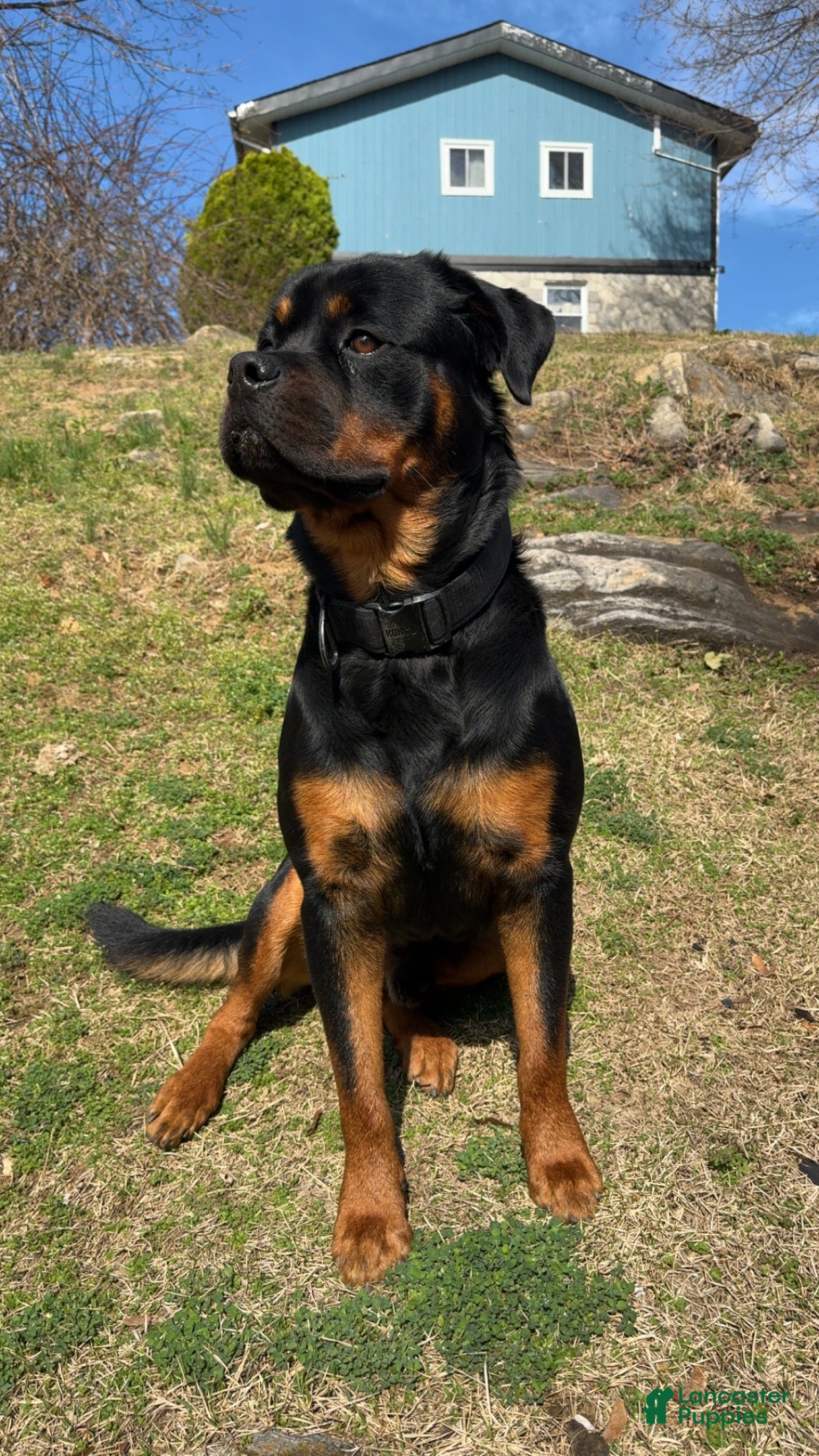 Rottweiler dogs Rottweiler 1 - Ad 7