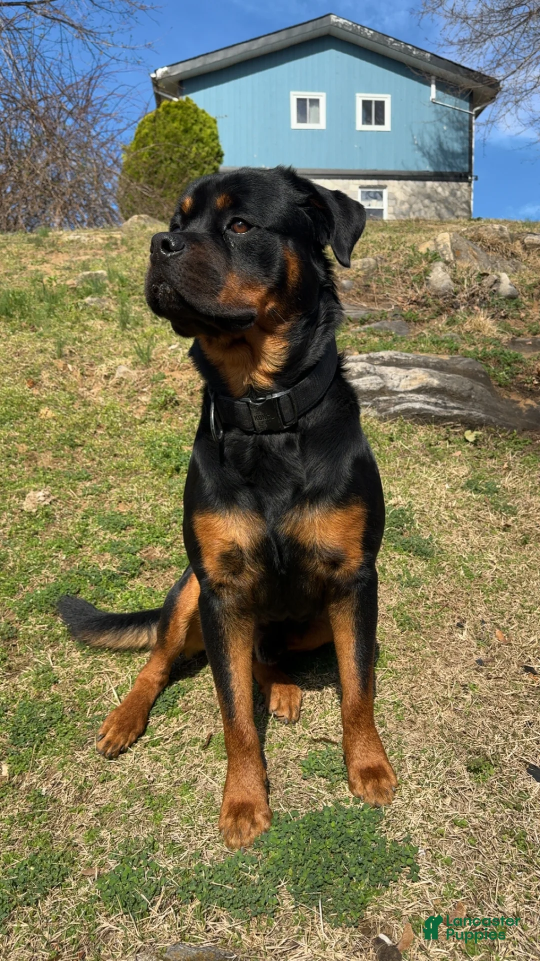 Rottweiler dogs for sale: Rottweiler 1 - Ad 1