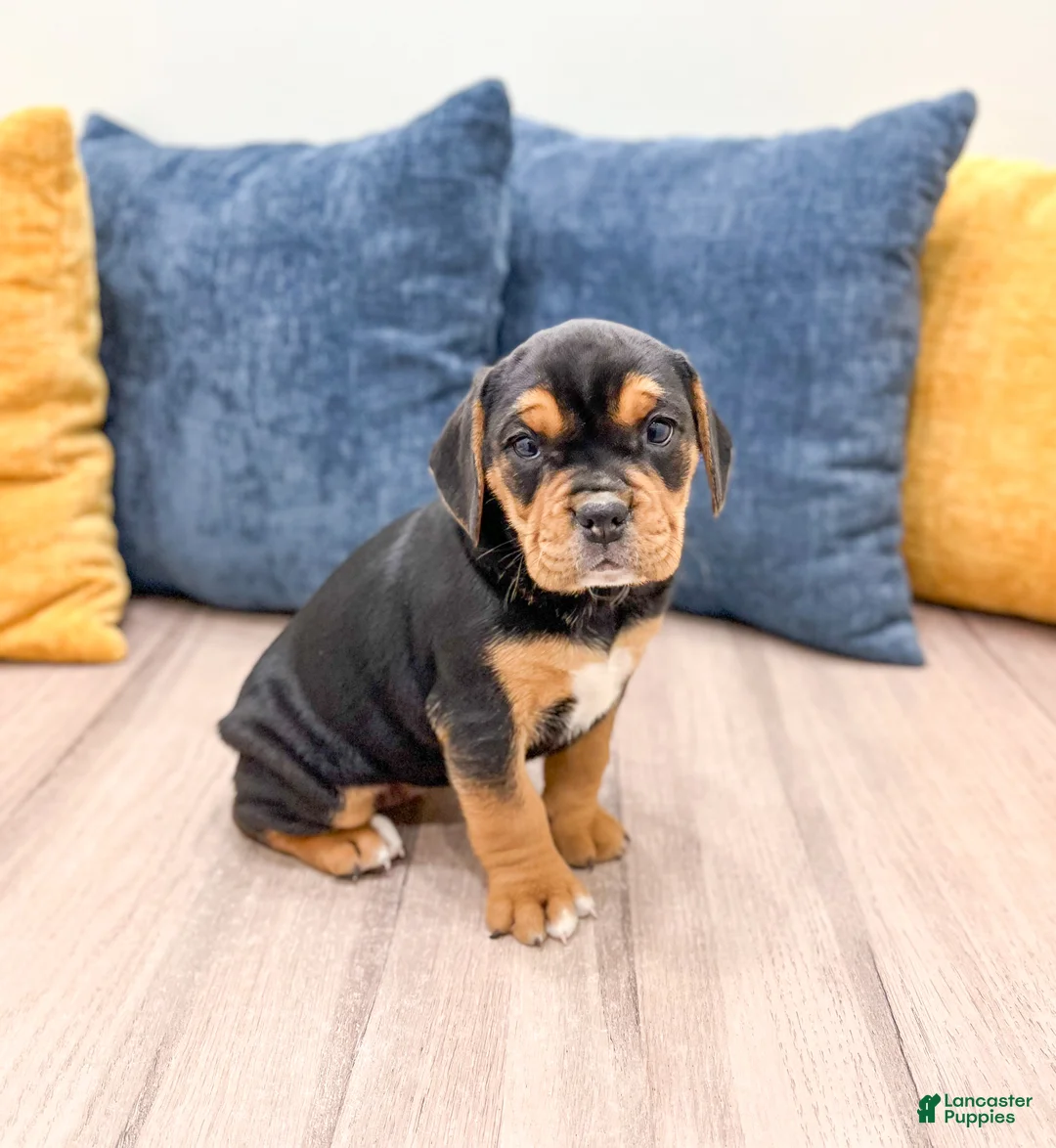 Mixed Breed dogs for sale: Ginger - Ad 1